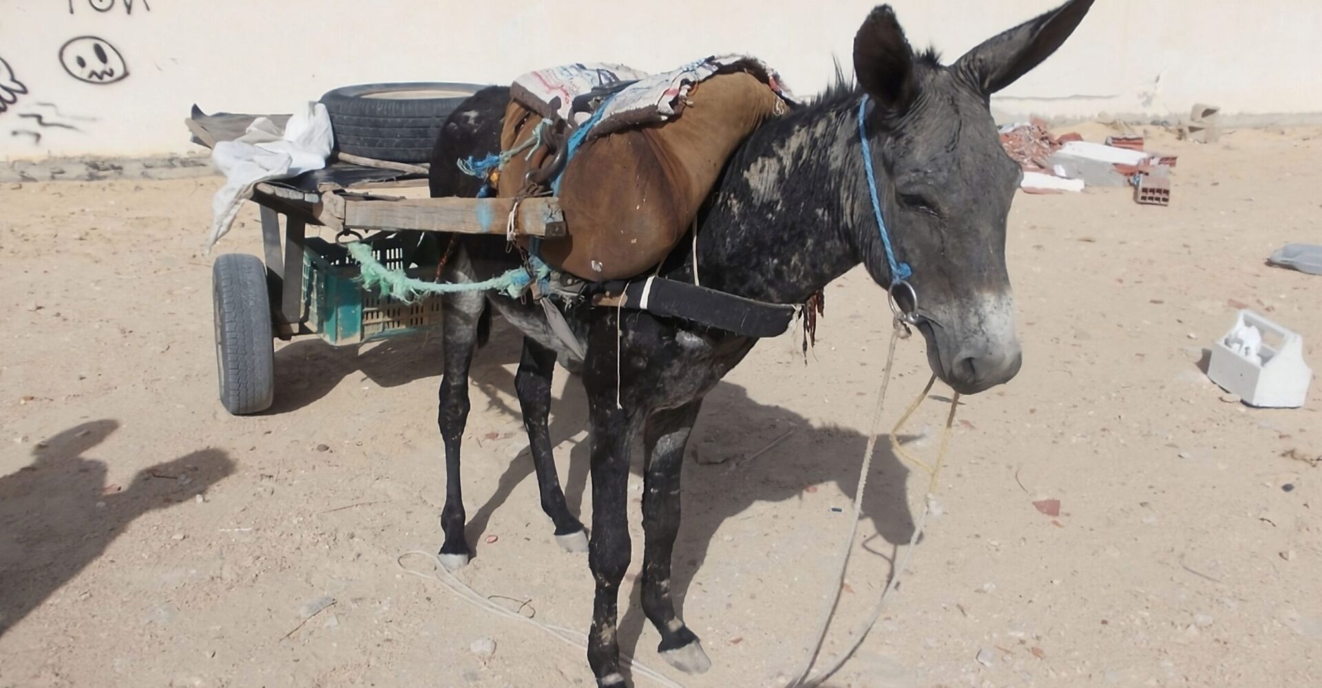 A working donkey pulling a cart is suffering from parasites.