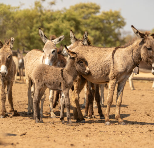 A drove of donkeys standing in a field in Zimbabwe