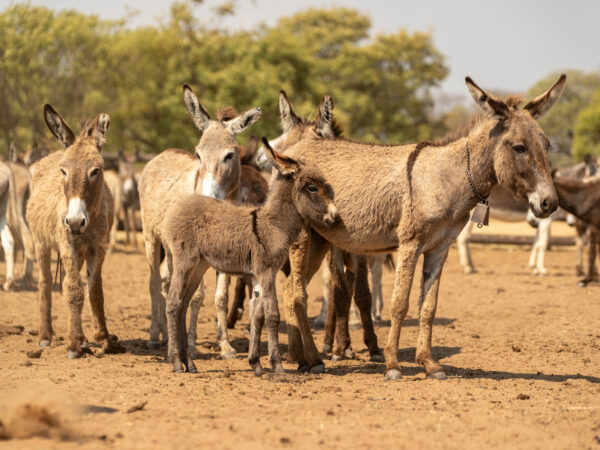 A drove of donkeys standing in a field in Zimbabwe