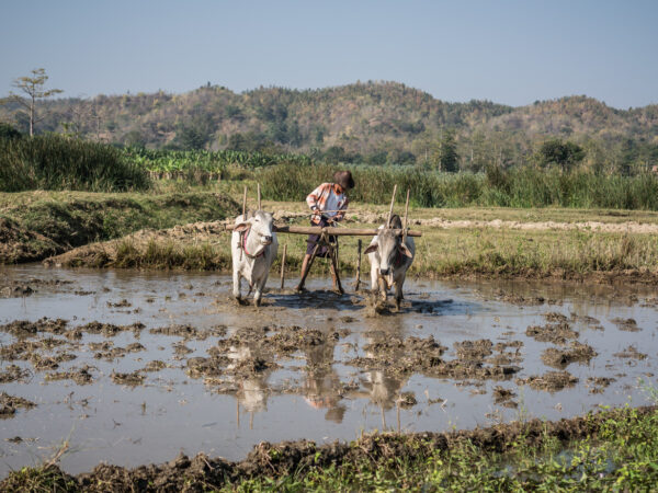 two white oxen pull agricultural equipment through a flooded field