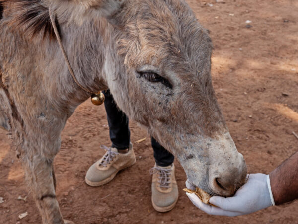 A brick kiln donkey receives vital care from SPANA vets in India