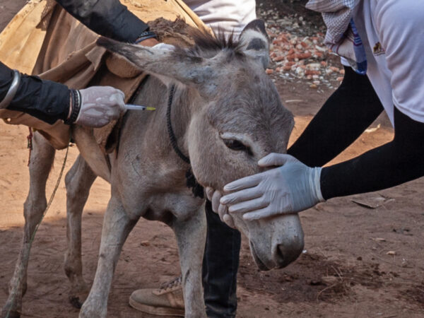 A brick kiln donkey receives vital treatment at a veterinary mobile clinic in India