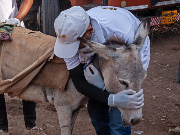 A donkey suffering from a back wound receives vet treatment in India