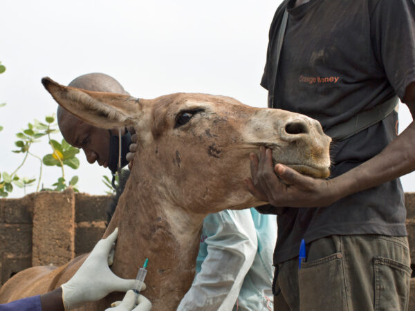 A donkey with a cough is treated by SPANA vets in Mali