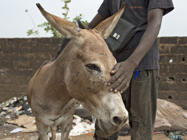 A rubbish dump donkey receives vet treatment at a SPANA mobile clinic in Mali