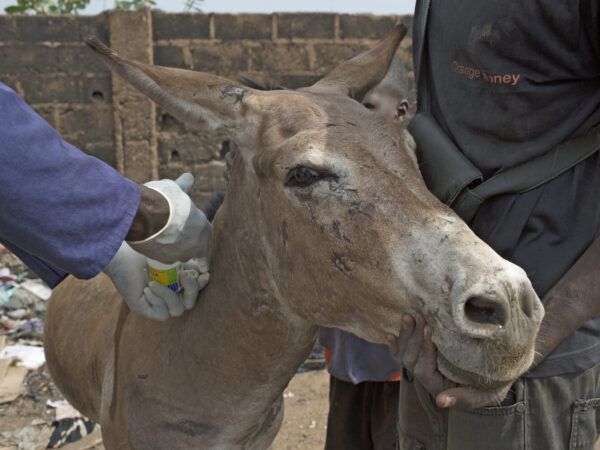 A working donkey in Mali receives veterinary treatment from a SPANA vet