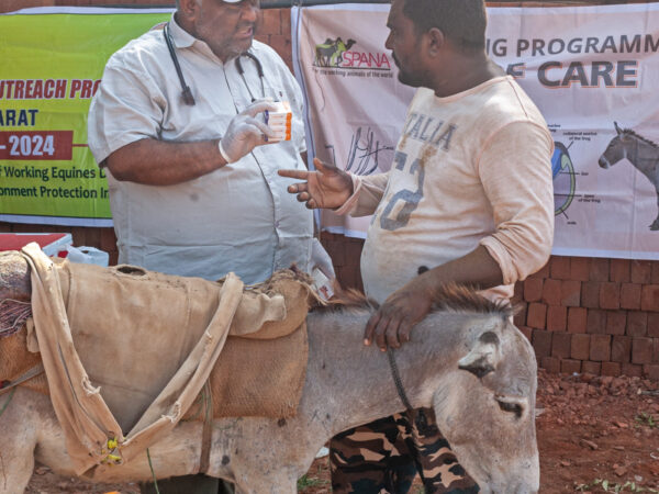 An owner is advised by a vet on further treatment for his brick kiln donkey in India