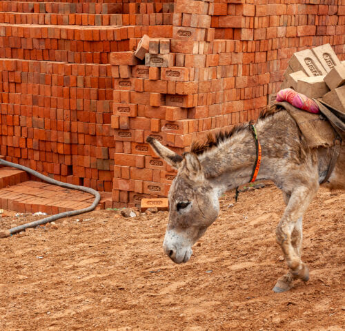 A donkey carring a heavy load of bricks in one of India's many brick kilns.