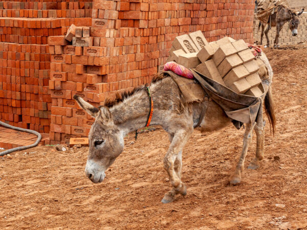 A donkey carring a heavy load of bricks in one of India's many brick kilns.