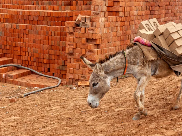 A donkey carring a heavy load of bricks in one of India's many brick kilns.