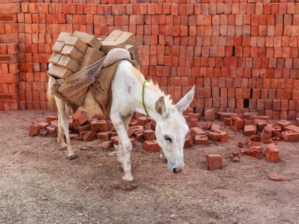 A sad looking donkey carries a heavy load of bricks in a kiln in India.