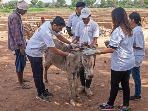 SPANA vets treat the back wound of a brick kiln donkey called Dhumo in India