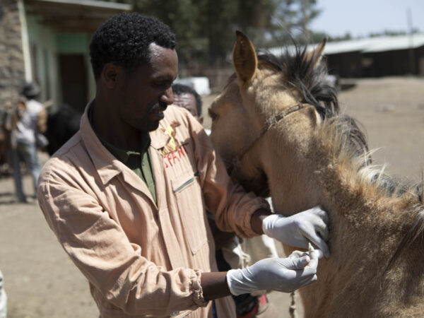 A SPANA vet in Ethiopia gives vital veterinary treatment to a wounded horse