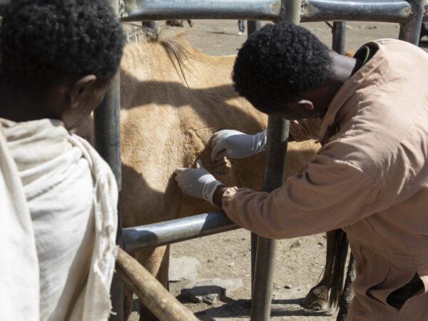 A SPANA vet in Ethiopia treats a working horse who was injured while working on a road