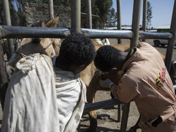 A working horse from Ethiopia receives veterinary treatment from a SPANA vet