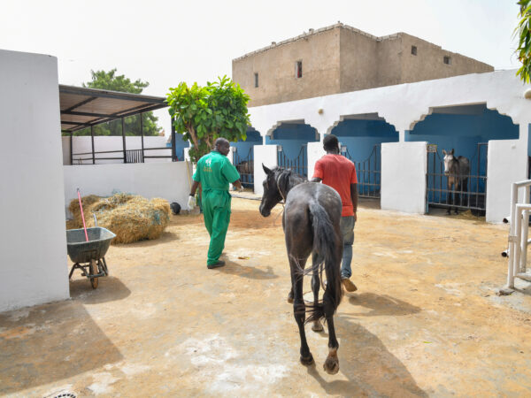 A working horse with a respiratory illness is admitted to SPANA's stables for treatment