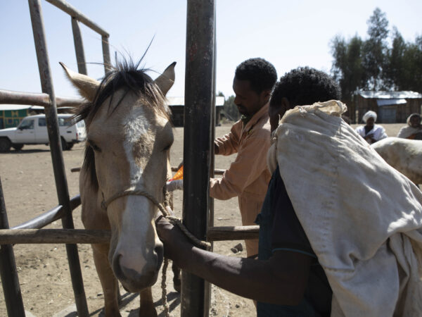 Haile a working horse from Ethiopia was injured while working on a road