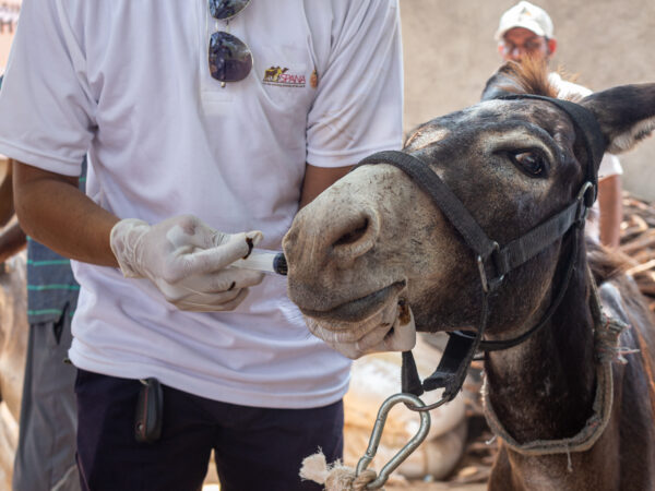 Dholu the donkey receives care from one of our vets at a brick kiln in india