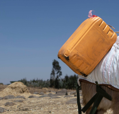 working donkey carrying water container