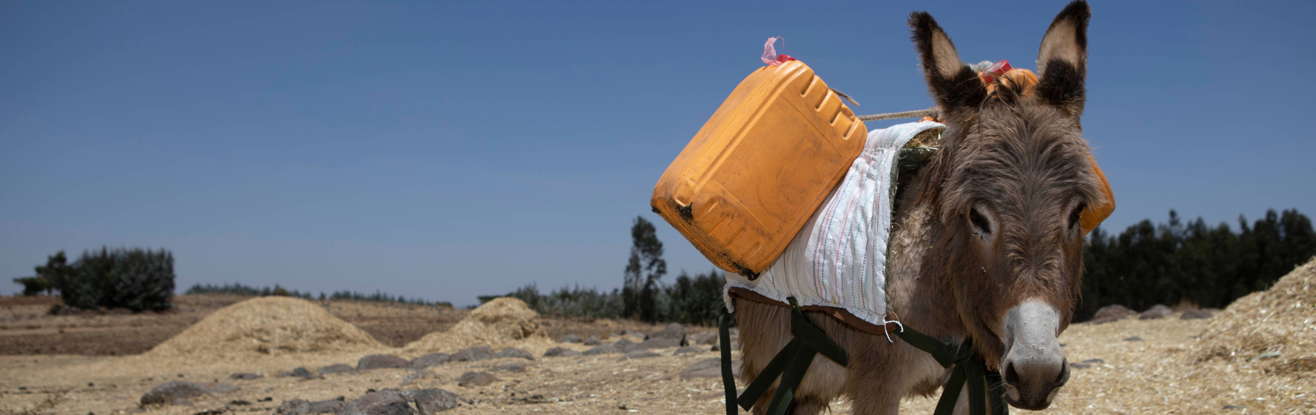 working donkey carrying water container