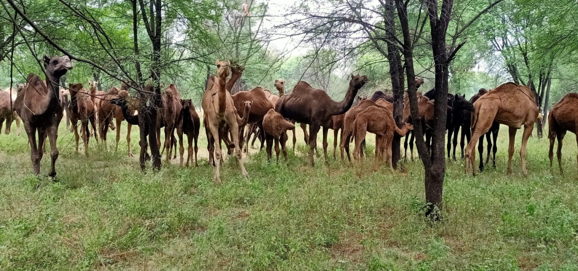 working camels SPANA