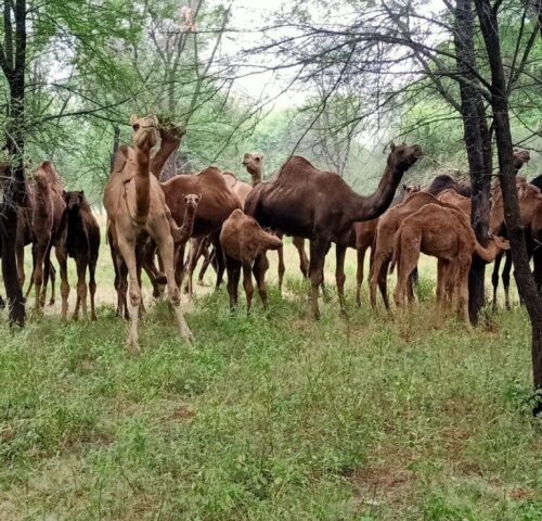 working camels SPANA