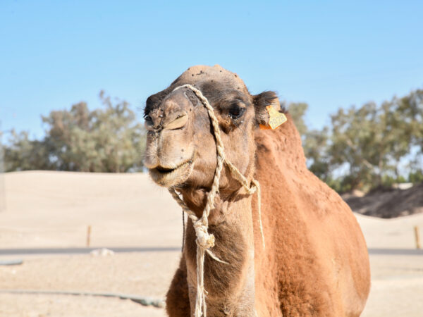 A camel with scabies at a SPANA mobile veterinary clinic in Tunisia