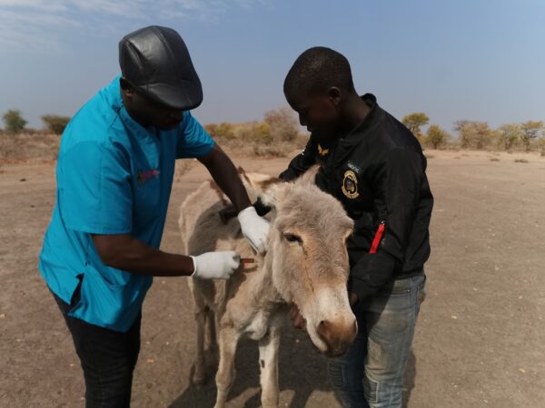 A working donkey receives treatment for conjunctivitis from SPANA Zimbabwe