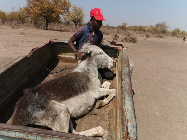 Thoko the donkey could no longer stand