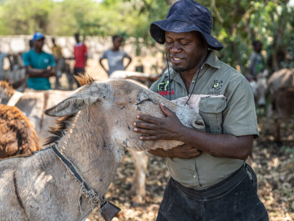 A SPANA vet in Zimbabwe soothes a wounded donkey