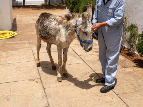 A donkey with lameness is treated at a SPANA vet centre in Morocco