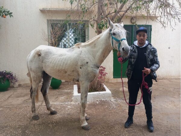 A horse suffering from colic was brought to a SPANA vet centre in Morocco for treatment