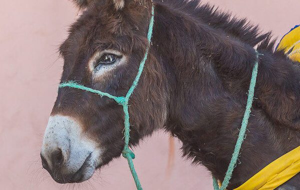 happy brown donkey standing on the side with a bright blue and yellow harness