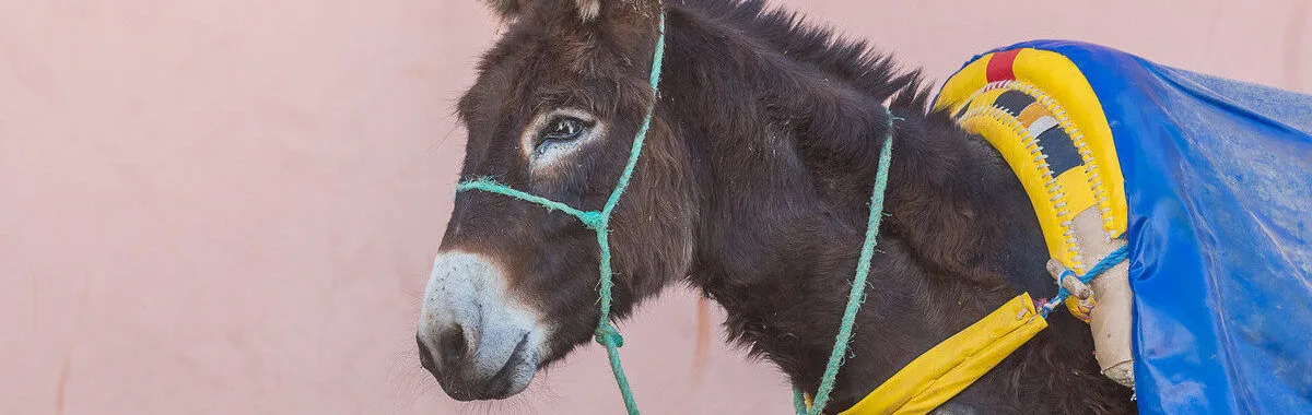 happy brown donkey standing on the side with a bright blue and yellow harness