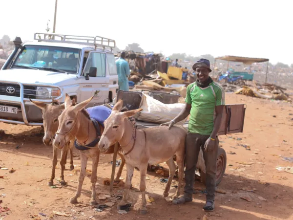 donkeys pulling a cart