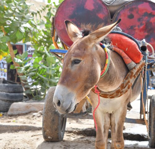 A brown donkey attached to a cart pulling two water drums