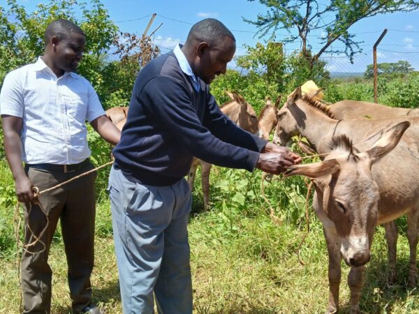 A working donkey is examined at a mobile veterinary clinic in Kenya