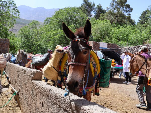 Mules are hardworking animals and are used to transport goods and people