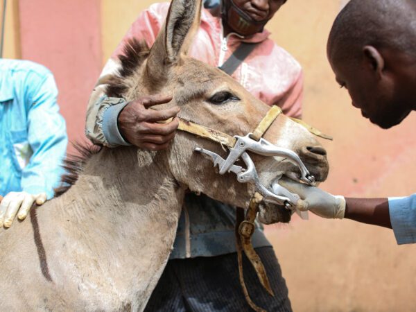 A gloved veterinarian's hand is in the mouth of a donkey
