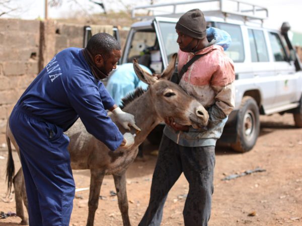 A SPANA veterinarian dressed in blue overalls gives injection to a donkey while the donkey's owner holds it still