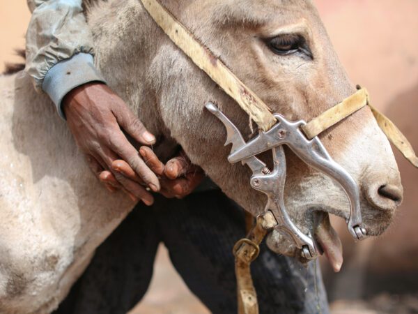 A close up of a donkey's face, with tongue hanging out. The owner's arms are wrapped gently around the head.