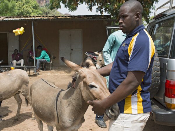 A working donkey and owner wait for treatment at a SPANA mobile veterinary clinic in Mali
