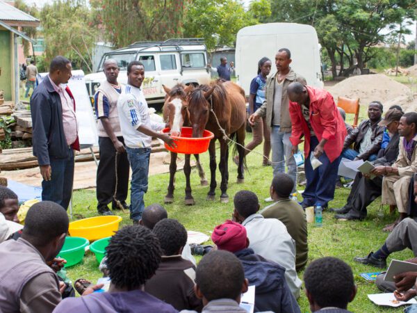 A group of people stand around in a community training session. A few individuals are holding a container which two horses are feeding from.
