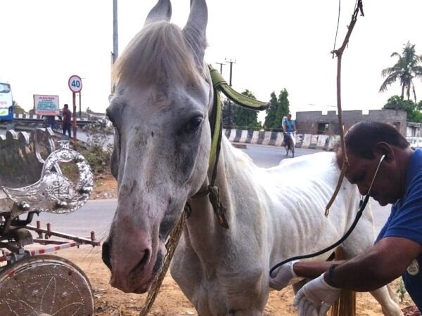 Chetak the horse was treated for pneumonia