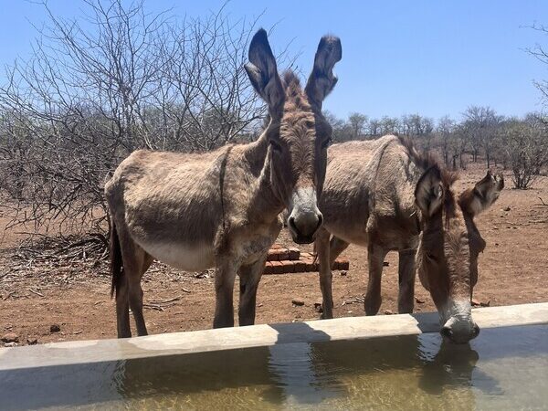 donkeys drinking at a borehole