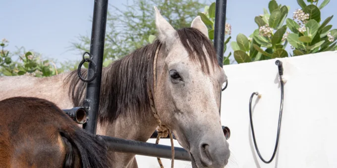 A working horse in Mauritania is treated for colic at a SPANA veterinary centre