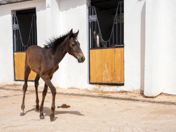 A young foal at a SPANA veterinary centre in Mauritania