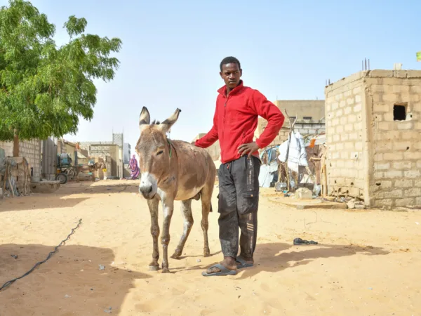 A working donkey and his owner visit a mobile veterinary clinic in Mauritania