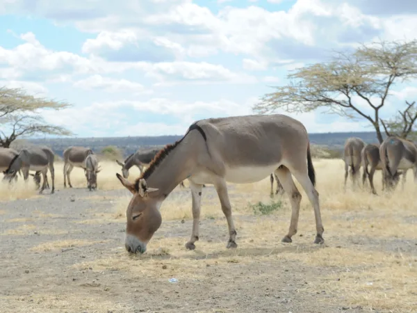 in the foreground a donkey grazes on the ground which is dusty and covered in dead grass. In the background other donkeys are grazing. There is blue sky and clouds.