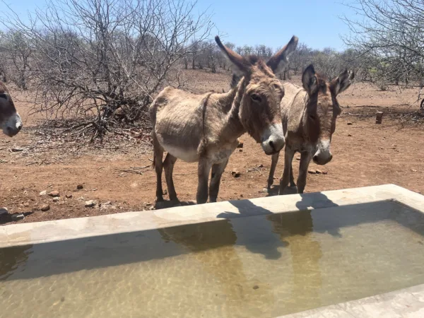 two donkeys stand at a water trough filled with clean drinking water. In the background the ground is dusty and dry